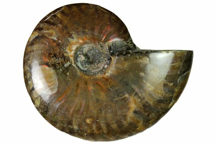 Red Flash Ammonite Fossil - Madagascar #151685